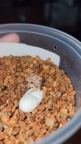 A smile for your Sunday 😊 Please Share, like, comment and repost #morphmarketreptiles  #crestedgeckosoftiktok  #crestie #crestedgeckos #crestedgecko 