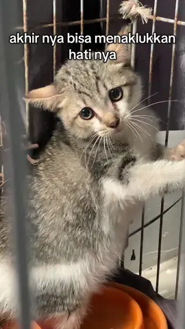 kucing aja aku taklukkan apalagi kamu.#fyp #cat #kucing #foryoupage #tiktok 