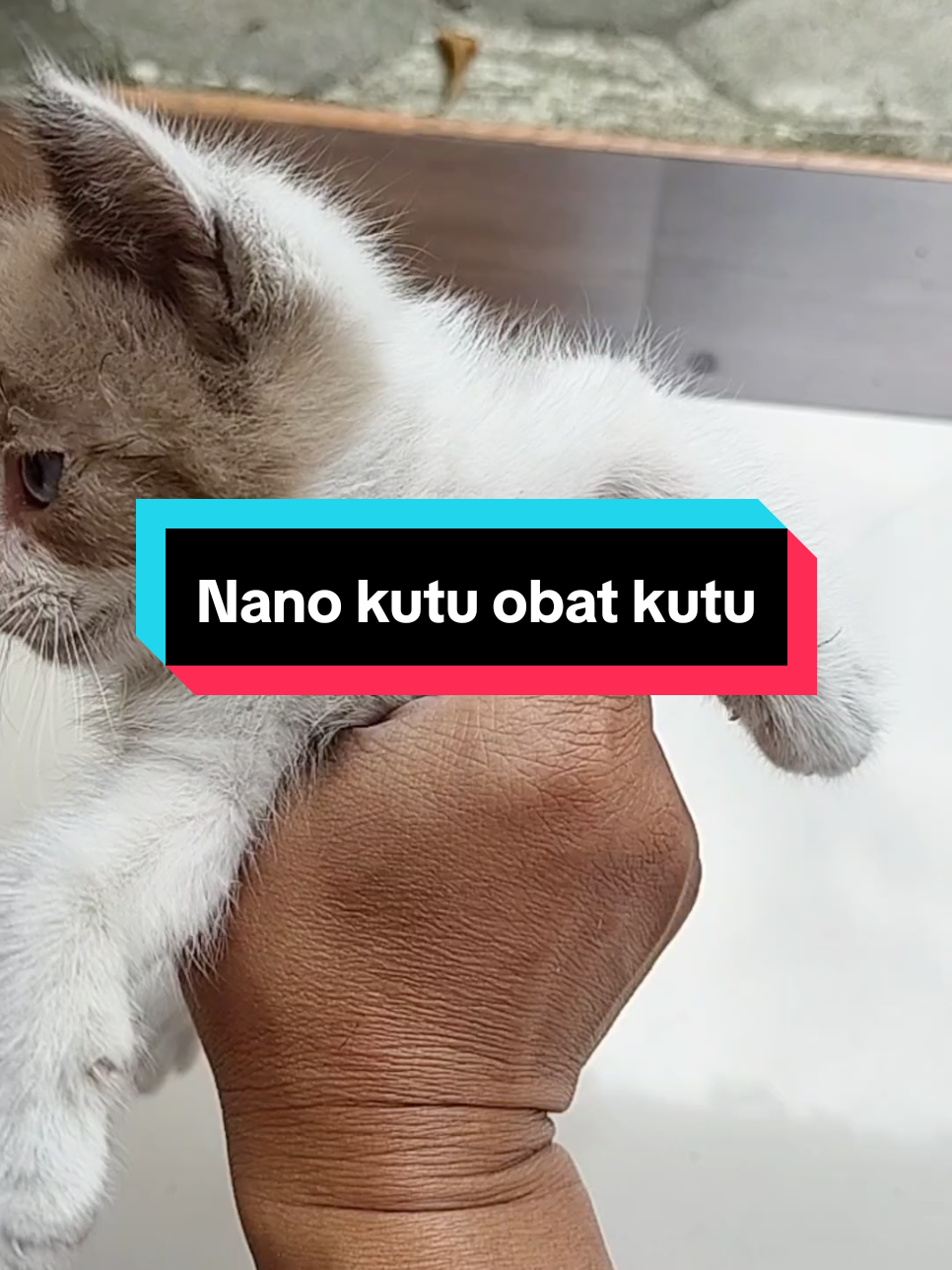 Kucing kutuan atasi aja dengan nano kutu efektif mengatasi kutu pada kucing, aman untuk kitten, kucing hamil dan menyusui #kucingkutuan #obatkutukucing #nanokutu 