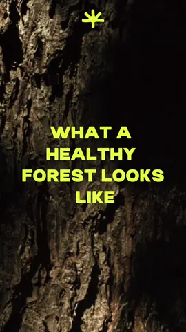 A healthy forest is all about biodiversity. Even the seemingly unimportant plants are doing their part in a carefully balanced ecosystem, providing shelter or food. When planting new trees we always make sure it’s not just about trees. It’s always about allowing the nature to restore the ecosystem around them. Check idleforest.com for more info on how you can join us in helping the environment even more. #greeninternet #reforestation #idleforest #helpnature #notatrend 