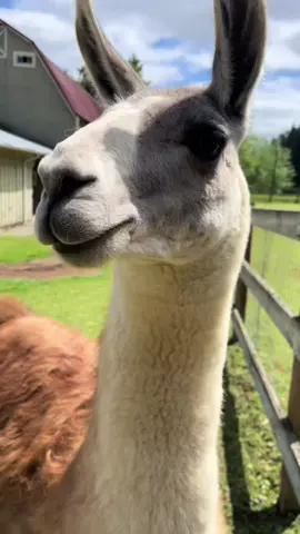 Paddock chats at Topstall Farm captured by their humans. We  offer llama hikes for the llama lovers of the world. Located south of Seattle #comedy #llamas #thingstodoseattle #farmlife #funny 