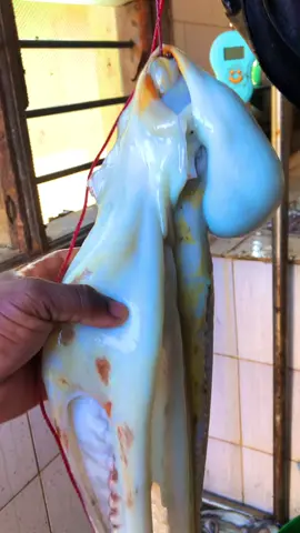 #octopus #pweza #blueeconomyke #mombasafishmarket #oceanconference2026 
