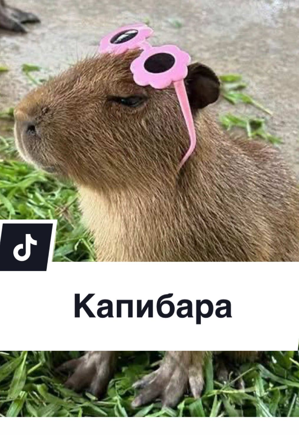 #capybara #капибара #грызун #capybaramemes #мем 