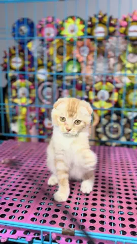 Scottish fold jantan #kucingscottishfold #scottishfold #adopsikucingmalang #adopsikucingsurabaya #kittensoftiktok 