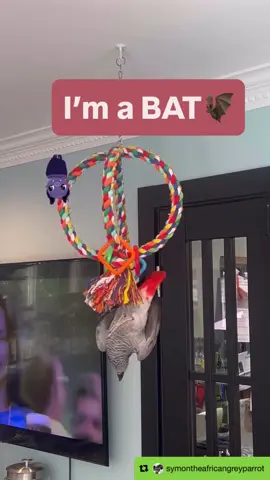 Herro🤗I’m a BAT🦇🤣🦜Feel my love everyday - get my Symagirl merch today! I have adult and kids Ts, hoodies and mugs! Scroll when you’re there to find more of your favorite Symagear! #symontheafricangreyparrot #talkingparrot #funnyparrot #Africangreyparrot #birds                        
