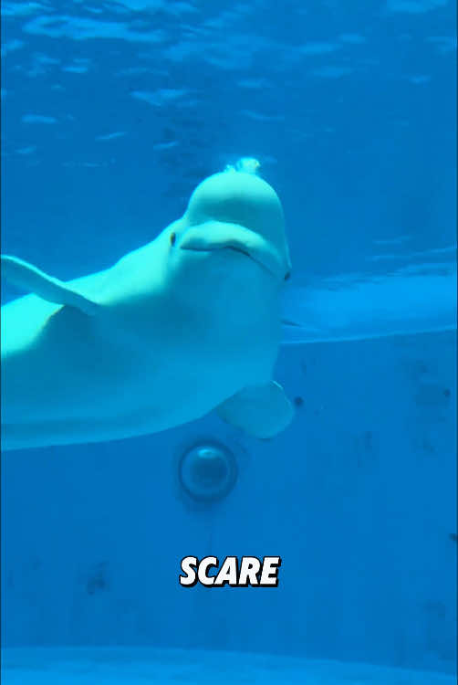 “A mischievous beluga.”#cute #animals #tiktok #fyp #viral 