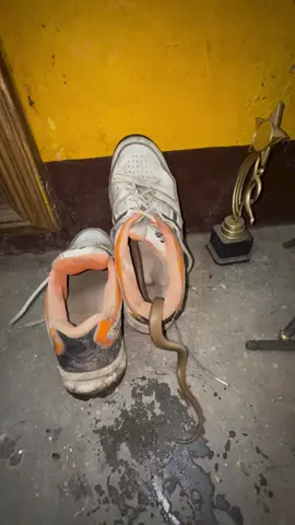 be safe from snacks 🥨 always check your shoes when wearing a shoes aware always safety first  . . . .#safe #besafe #snack #asmr #respect 