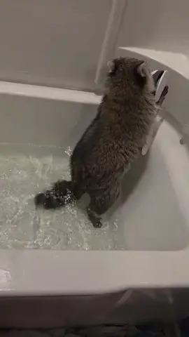 water fight, raccoon style #petlover #PetsOfTikTok #racoonsoftiktok 