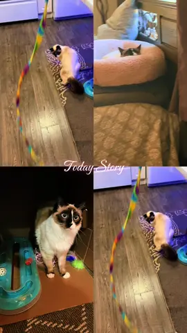 #cutecat #fyp #lulu__kitty #cats #funnycatsoftiktok 