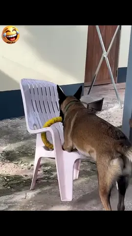 🙀😹Fails Animales Nivel ÉPICO Parte 2🙀😹😹😹😹😹😹😹😹 #risa247 #animalesgraciosos #animalesgraciososydivertidos #videoderisa #gatosparareir 
