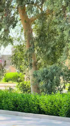 #جامعة_القادسية #tiktok #fyp 