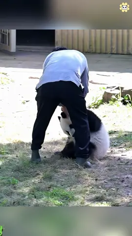 Panda 🐼 cute panda #funny #panda #pandafunnyvideo #pandababy #kungfupanda #foryou #tiktok #Love #pandapuppy 