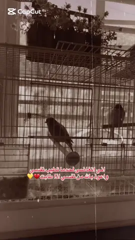 ما لوگ انا لغيره #ترند #flypシ #ديوانيه_عفك_مدينتي #ياس_خضر_ابومازن_صوت_الارض💖 #اكسبلورررررررررررررررررررر 