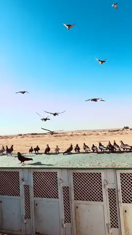 كملو الأخير شلون دفعن🦅😕 #ماشالله #حمام_لوت_الاكشن #حمام_لوت✌_الهوايه #حمام_لوت_قلابي_حمام_بصراوي #شباب_صعدو_لايكات_فدوة 