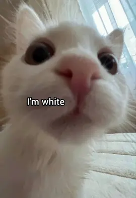 I'm meow #funny #cat #meme #fyp #georgieebom 