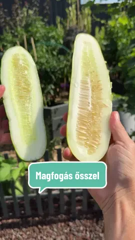 ➡️ Visszatekintés: Magfogás, na de mire kell odafigyelni?🫘 Fontos, hogy tudjuk miből fogjuk a magokat. Érdemes megnézni a vetőmagok csomagolását, szerepel-e rajta az F1 jelölés, mert abban az esetben, ha F1 hibrid vetőmagot vetettünk, az abból növekedett növényről, vagy terméséből magot fogva meglepetések érhetnek minket a következő évben! Lehet nem az fog teremni amit gondolunk!😊 Semmi GMO nincs az F1 hibrid vetőmagok előállítása során, ez csak nemesítés. Az F1 hibridek a fajtára jellemző kiemelkedő tulajdonságokkal bírnak, mint például jobb ellenállás a betegségeknek, nagyobb termésmennyiség, viszont nem érdemes magot fogni belőlük, mert a következő évben már nem ugyan azt és ugyanolyan jól fogja teremni. Ráadásul az sem mindegy, mikor fogjuk a magot, érdemes megvárni a termés biológiai érését.#élménykertész #kert #kertészkedés #veteményes #magfogás 