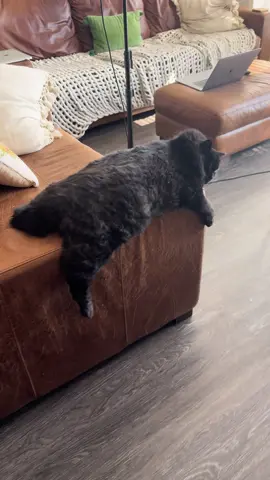 My cat is so funny  ##cutecats##funnycats##catoftheday##kittylove##meowmeow##catsoftiktok##catmom##catdad