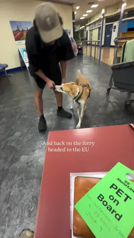 Hara is having so much fun playing with his friend! 🐾🥰 #tiktok #travel #LIVEIncentiveProgram #dogsoftiktok #dogs 