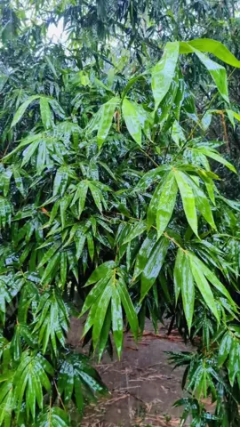 Rainy day ☔ 🌿 🌧️ #fyp #foryoupage  #tiktok #trending  #viralvideo #capcut  #viral #rainyday  #rice #thailand #bangladesh🇧🇩 #mayanmer