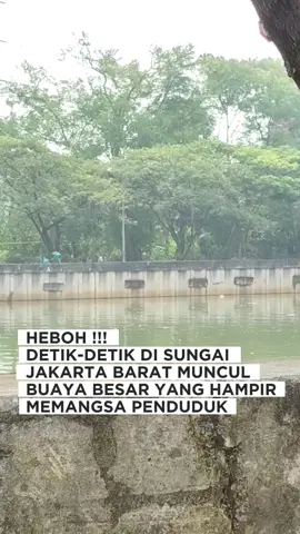 HEBOH ‼️ DETIK-DETIK DI SUNGAI JAKARTA BARAT MUNCUL BUAYA #fypage #fyppppppppppppppppppppppp #yangpentingberita #fyp #beritatiktok 