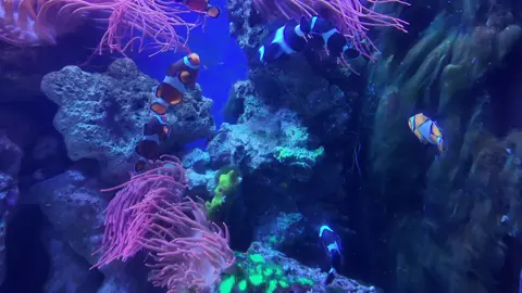 Some amazing Sealife down in Bristol Sea life centre 🐠  #moana #sealife #aquarium #nemo #stingray 