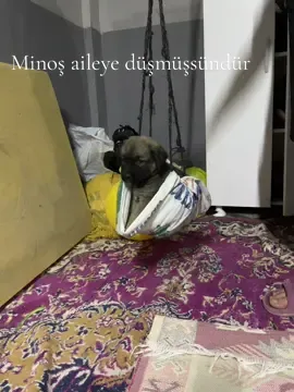 Gangalsindır ama minoş aileye düşmüşsündür #komedi #tiktok #tiktokdog 