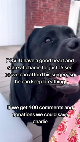 𝘿𝙤𝙣𝙖𝙩𝙚 𝙞𝙣 𝙗𝙞𝙤 🩷 Charlie is a sweet, gentle 7-year-old dog with a loving heart. He has always brought joy, comfort, and laughter into our lives, and even now, despite his illness, he faces each day with the same happy, gentle spirit that makes him so special. Every wag of his tail and every loving glance reminds us of the joy he shares so freely. Charlie has been diagnosed with cancer, and to give him a real chance at recovery, 𝐡𝐞 𝐮𝐫𝐠𝐞𝐧𝐭𝐥𝐲 𝐧𝐞𝐞𝐝𝐬 𝐥𝐢𝐟𝐞-𝐬𝐚𝐯𝐢𝐧𝐠 𝐭𝐫𝐞𝐚𝐭𝐦𝐞𝐧𝐭 𝐚𝐧𝐝 𝐬𝐮𝐫𝐠𝐞𝐫𝐲. 𝐓𝐡𝐞 𝐯𝐞𝐭𝐬 𝐡𝐚𝐯𝐞 𝐤𝐢𝐧𝐝𝐥𝐲 𝐞𝐬𝐭𝐢𝐦𝐚𝐭𝐞𝐝 𝐭𝐡𝐞 𝐭𝐨𝐭𝐚𝐥 𝐜𝐨𝐬𝐭 𝐚𝐭 $𝟒,𝟑𝟎𝟎, 𝐜𝐨𝐯𝐞𝐫𝐢𝐧𝐠 𝐚𝐥𝐥 𝐭𝐡𝐞 𝐜𝐚𝐫𝐞 𝐡𝐞 𝐧𝐞𝐞𝐝𝐬 𝐭𝐨 𝐫𝐞𝐠𝐚𝐢𝐧 𝐡𝐢𝐬 𝐬𝐭𝐫𝐞𝐧𝐠𝐭𝐡 𝐚𝐧𝐝 𝐟𝐢𝐠𝐡𝐭 𝐭𝐡𝐢𝐬 𝐝𝐢𝐬𝐞𝐚𝐬𝐞. Charlie is more than a pet—he is family, our loyal companion, and a source of daily happiness. Every contribution, no matter the size, helps him receive the care he urgently needs and allows him to keep giving love, joy, and comfort to everyone around him. 🐶❤️ #help #doglove #pleasehelp #cancer #savehim 
