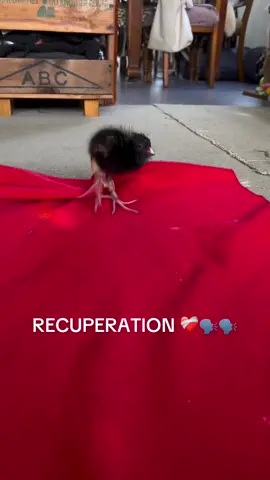little damnling recovers from battle injury - DAAYYUUMM day idk #meme #damnbird #fyp #viral #funny 