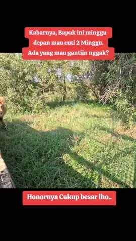 Mengurus Singa Afrika