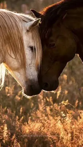 #CapCut #خيل_عربي #خيل_عربي_اصيل #خيل_وخياله 
