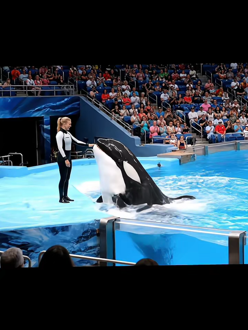 Jessica ❤️❤️ #jessica #orca #dolphin #viralvideo #fyp 