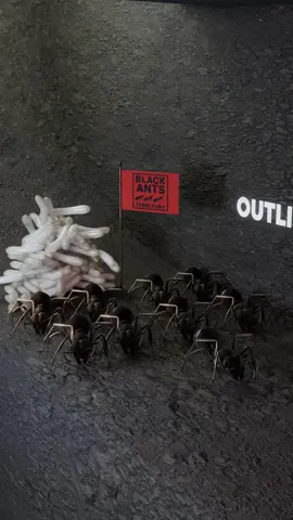 Why Polyergus Ants Steal Other Ants' Eggs  🐜