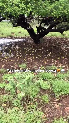 ⛈️😻 #viral #fy #petrolina_desmantelo2 #petrolina 