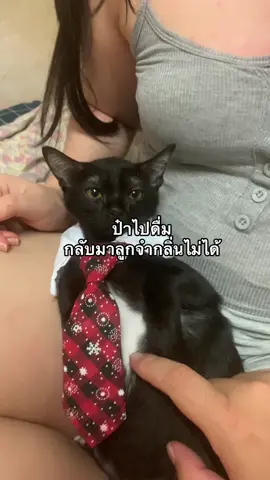 วันปกติรักกันปานจะกลืนกิน #แมวดํา #แมวเด็ก #แมวน่ารัก #แมวดื้อ #แมวตลก 