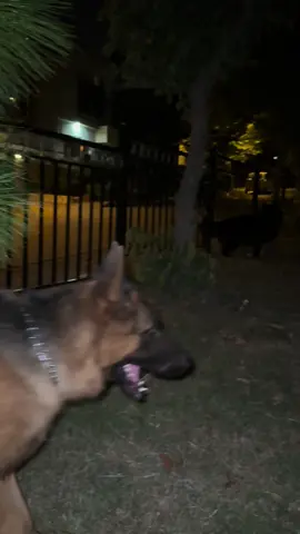 Sheru x alpha ☠️#fyppppppppppppppppppppppp #germanshepherdsoftiktok_lovers😘❤👈 #dangerousdog #dangerousgermansheperd 