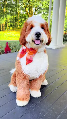 Can someone help me find the zipper?🧸💕 #teddybeardog #cutepuppy #bernedoodle #doodlesoftiktok #viraldogvideos @Winston_the_bernedoodle 