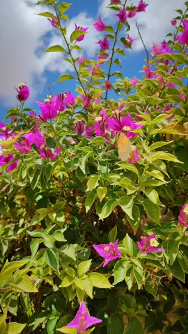 لمين بتهديها ؟ 🌸🩷