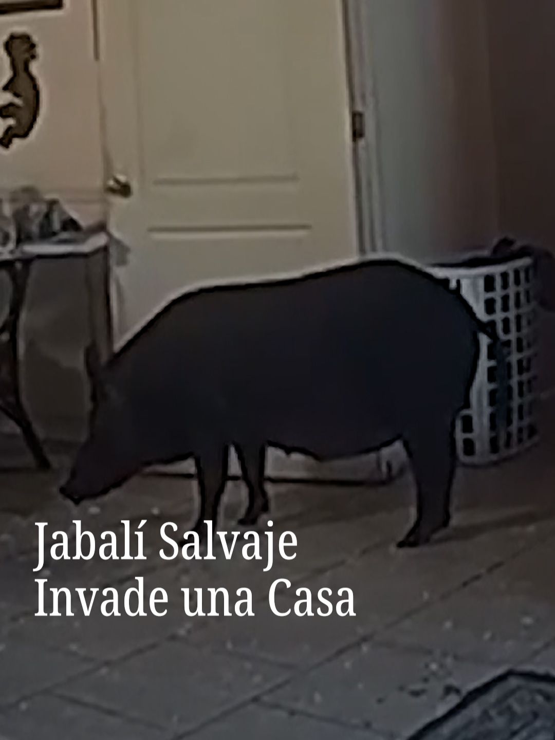 Policías en Florida respondieron a una llamada de auxilio y descubrieron que un jabalí salvaje había allanado una casa destrozando una puerta corrediza. Al llegar, los agentes encontraron al animal dentro de la residencia e iniciaron una persecución que terminó cuando el jabalí escapó hacia el bosque, quedando libre en su hábitat. #Florida #jabalí #vidasilvestre
