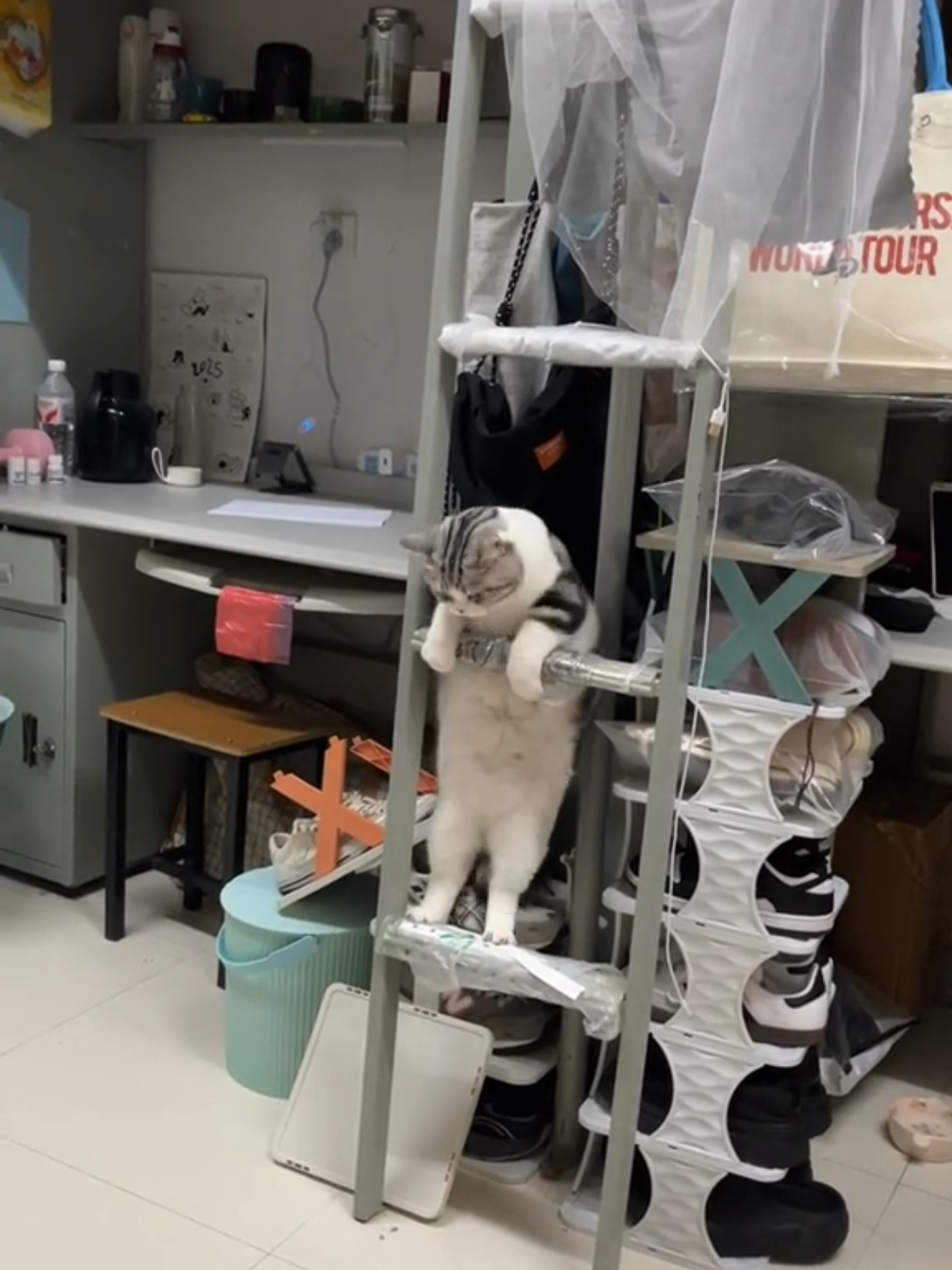 #pet #cat #funny #animals 