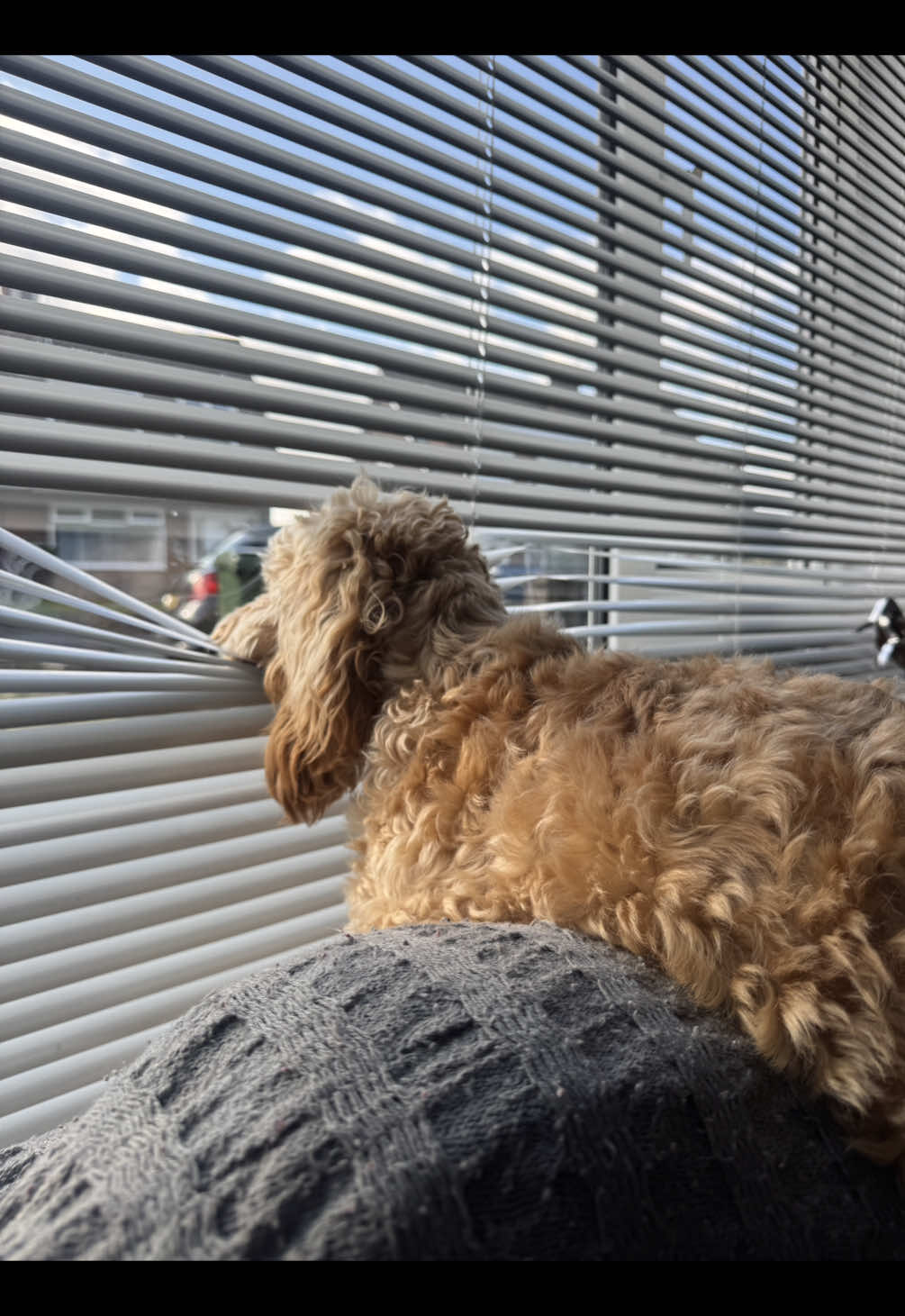 I just wonder if anyone else seen her and laughed. Nosiest girl on the block. Anyone know where I can get new blinds? 🤣🤣🤣🤣🤣 #funnydog #fyp #cockapoo #blinds #viral 