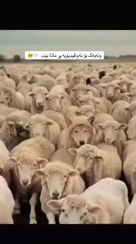 بەس دوبارە نەبێت 🤍✋🏻 #foryou #foryoupage #شعب_الصيني_ماله_حل😂😂 #وتەیەکی_جوان_بنوسن🙃💔  #tiktok @TikTok 