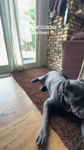 You have to have this if you have dogs. My main concern when we got this was how would I clean it. It is really heavy and thick. Good quality but it does fit in a normal washing machine- shown the video. Love the available sizes and colors. I don’t think they have the size we got anymore #muddymat #canecorso #dog #dogthings #bigdogs 