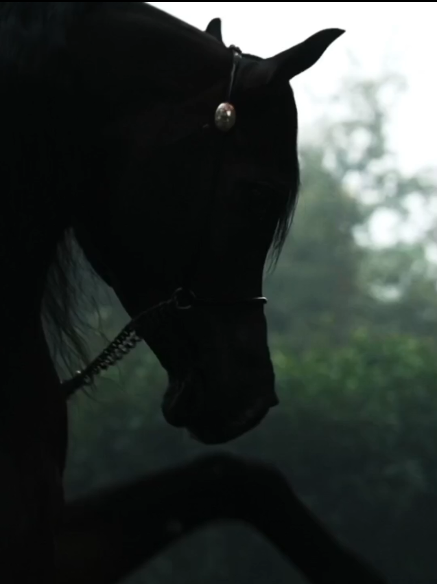 #horse #arbianhorse 