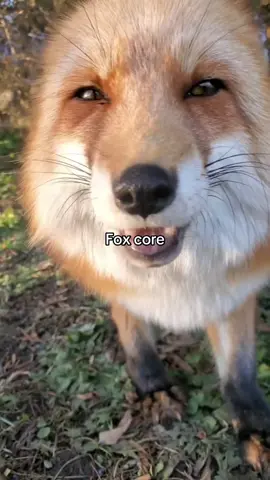 Fox 🦊 #fyp #fox #foxes #foxy #cuteness 
