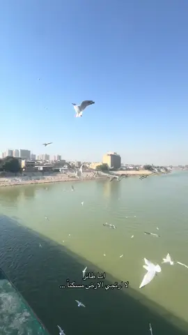 #ترند #تراث #العراق #شارع_الرشيد #البصرة 