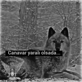 Hə, bax indi həmin ekran görüntüsündə olan hər şeyi ayrıca çıxardım ki, qarışmasın 🙂 Üst hissədə yazı belədir: Canavar yaralı olsada… #Capcut #fyp #keşfet ☝️🕋🤲#🤘🙏 #keşf💎👑👌  olsa💫👑де ✌️olsa💙de💎💙♻️🖤 tutmasa😕siləcəm😕  🐺#   