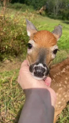 rap snitches #bodhi4prez #deer #fawn #pet #hellyeah 