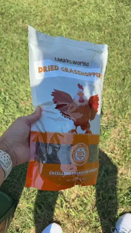 Chicken Treat Dried Grasshoppers! #chicken #chickentreats #bugs #fyp 