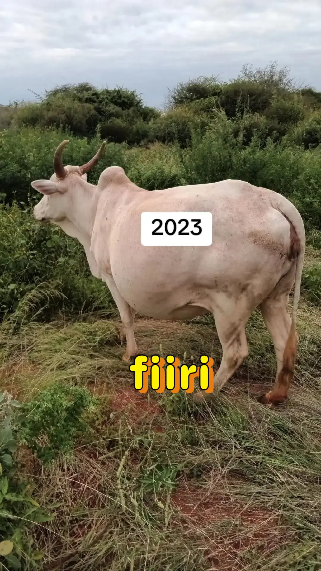 #2025 