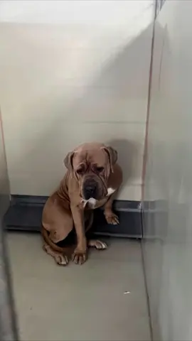 📣Mashed Potato📣 We are overwhelmed by the love & support shown for our boy. With that being said please understand this is not a simple case of shelter fearfulness. This is a boy who KNOWS NOTHING. He poops & pees on himself. He can’t be walked bc he doesn’t know what a leash is. This is a dog who was left outside for 2 years with ZERO socialization. And although alot of your would love this boy the average “adopter” would be overwhelmed with him. Imagine having a 100lb puppy without the puppy without the confidence. It will takes months for him to gain confidence and learn how to “dog” again. I’ve read many comments of people shaming the shelter for not allowing him to be adopted and coming into our rescue. And although some adopters may have the patience to give him an amazing home the majority of people that adopt from the shelter have zero education when it comes to behavioral cases. It was in the BEST interest of this boy to be NOT failed again. I get emotions run wild when you see a certain post/video but please understand he requires WORK. This is not an overnight fix. We are dedicated to his success and we look forward to watching him blossom ❤️